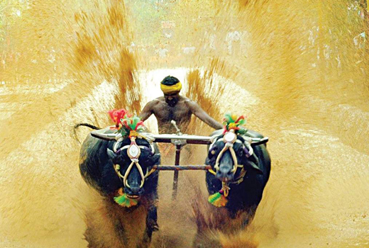 Kambala 